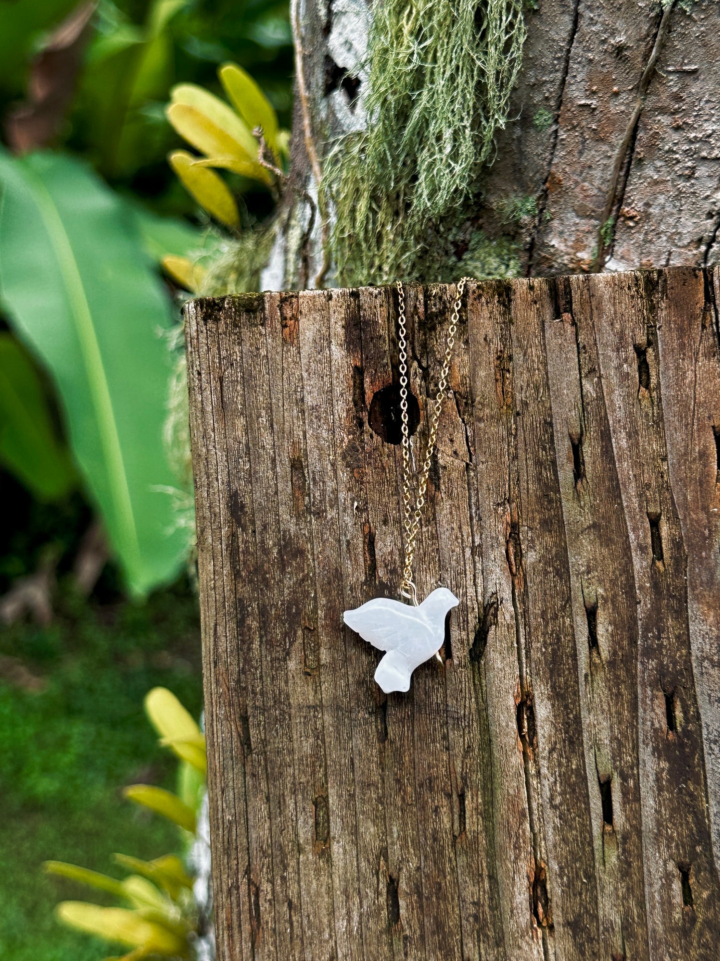 Dainty Hima Dove
