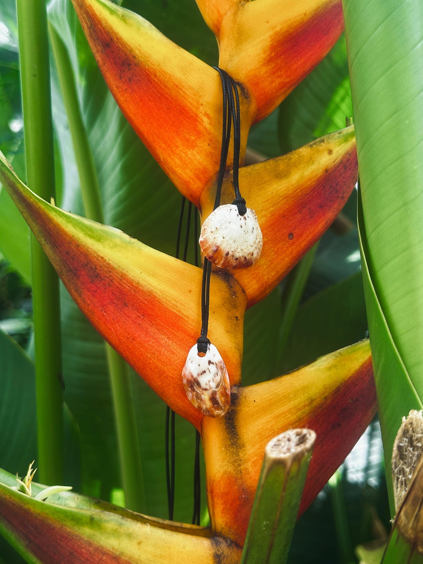 Spondy Necklace Pair 2