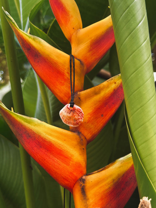 Spondy Necklace 1